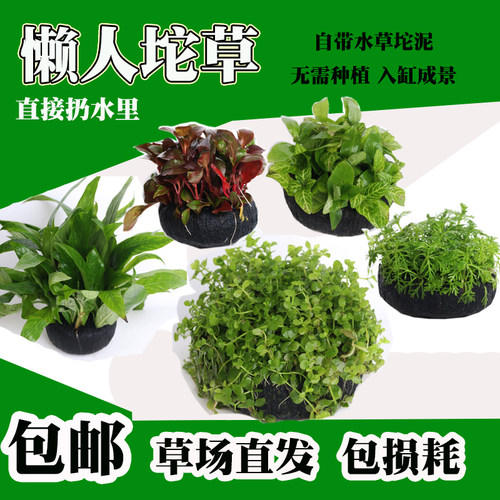 小坨水草无需种植懒人好养活水草