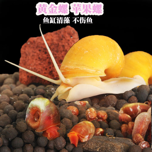 黄金螺清洁鱼缸观赏螺20只9.7元