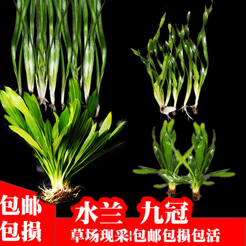 鱼缸造景阴性水草九冠古法缸造景