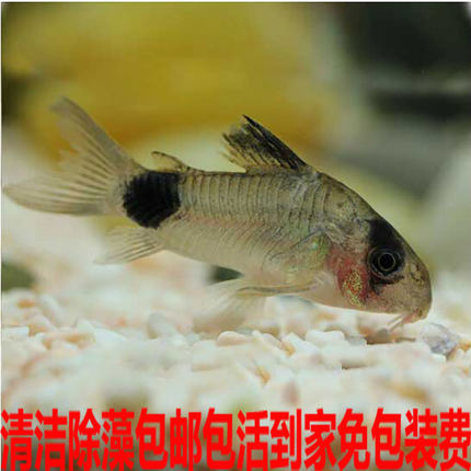 底栖小型观赏鱼工具鼠鱼清道夫老鼠鱼金苔熊猫鼠鱼小型观赏鱼缸除