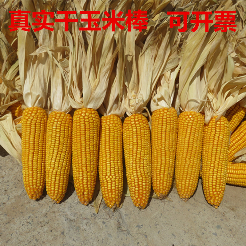 干玉米棒子装饰带皮苞谷老玉米棒丰收节农作物农家乐挂件教学道具