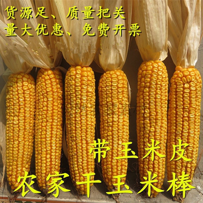 干玉米棒子装饰玉米农作物挂件