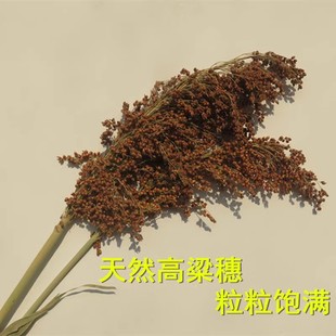 红高粱穗干花装饰带壳高粱米农家乐农作物挂件丰收节道具五谷丰登