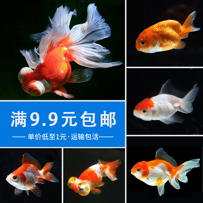 金鱼活体 观赏鱼活体淡水鱼龙睛兰寿鸿运当头冷水鱼鸿运当头包邮