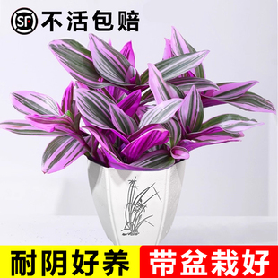 油画婚礼吊兰盆栽超好养观叶植物紫叶吊兰办公室绿植室内花卉耐寒