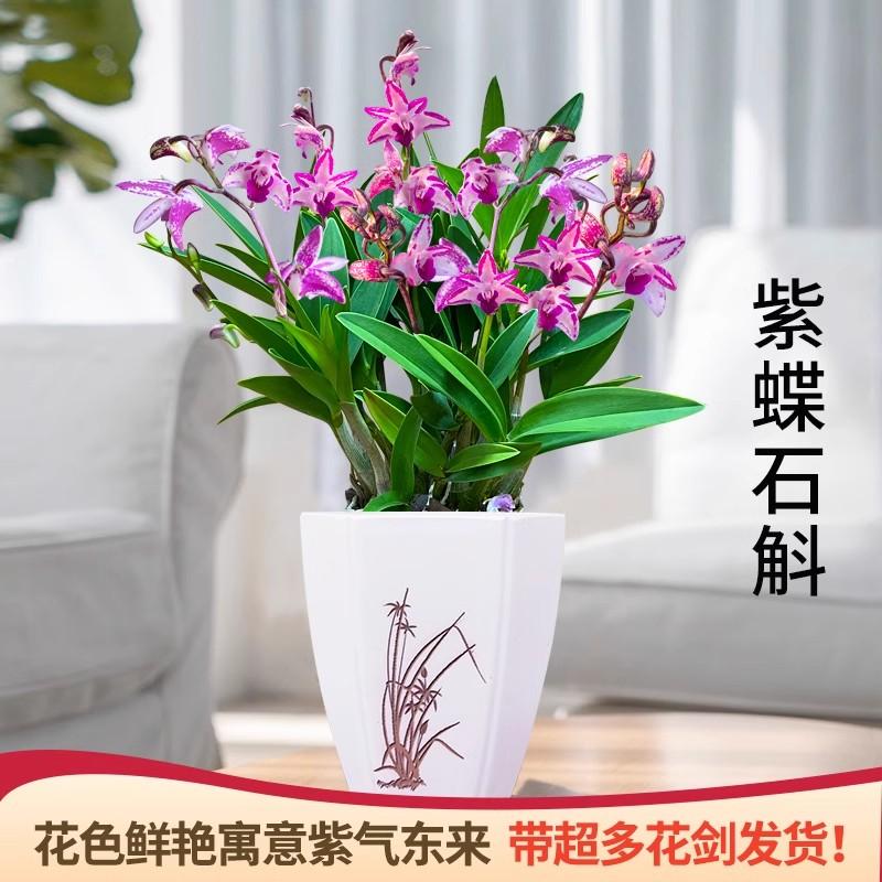 紫蝶石斛兰花盆栽带花苞带花剑