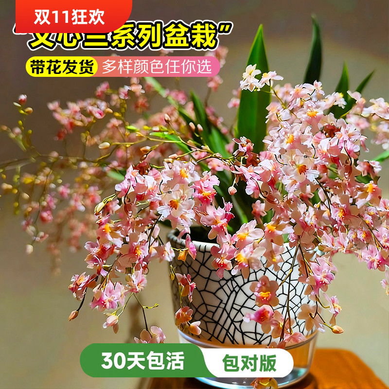 5色香水文心兰带多支花剑 花开浓香绿植客厅室内桌面名贵花苗