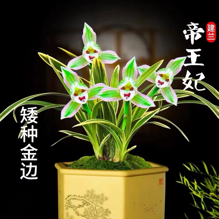 有香味的兰花苗建兰矮种帝王妃