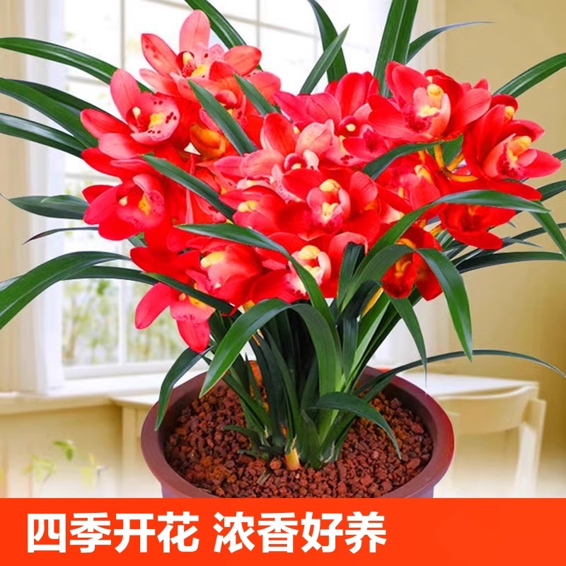 四季兰花苗盆栽君子兰蝴蝶兰