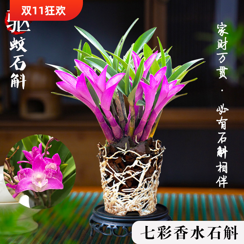 七彩香水石斛兰花好养绿植浓香