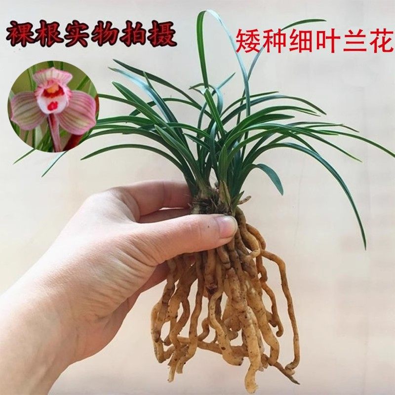 细叶兰花浓香型矮种花卉客厅寒兰春兰建兰蕙兰绿植盆栽养不死兰花