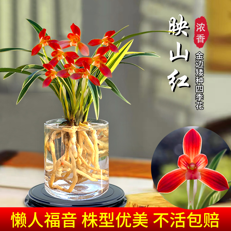 水培兰花苗映山红秋冬带花苞