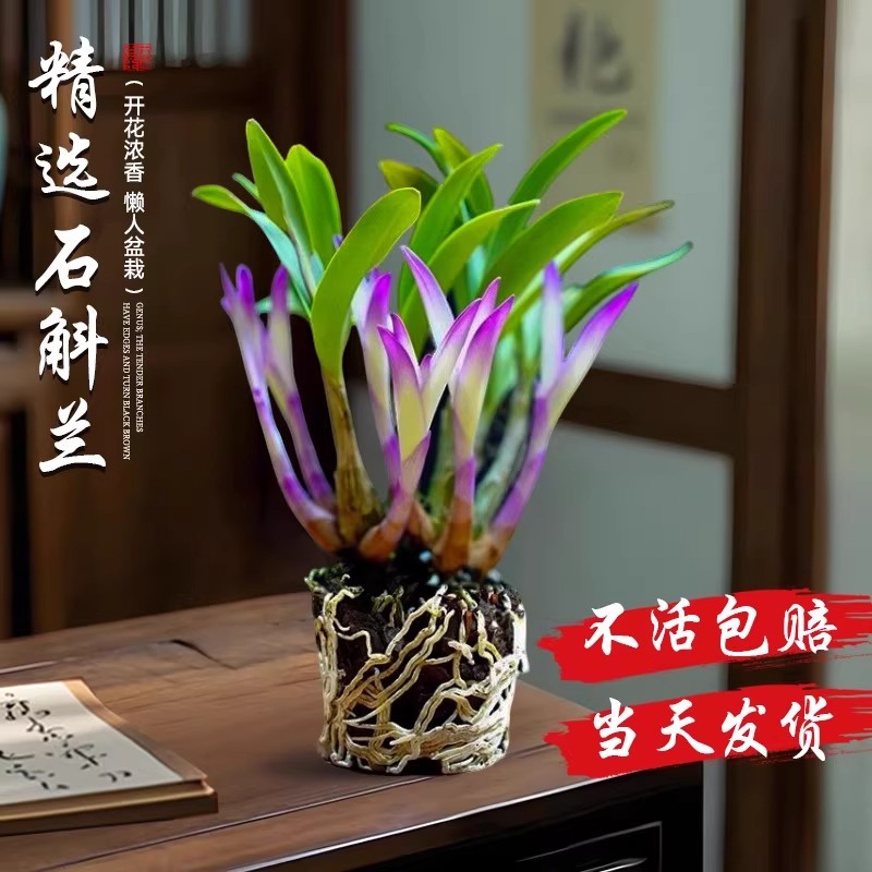 七彩香水石斛四季好养活花卉绿植