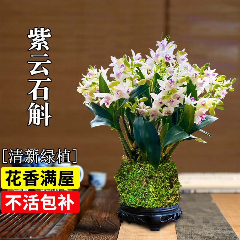 香水石斛兰系列盆栽带花苞四季来花开好养绿植浓香型石斛改善睡眠