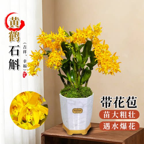 黄鹤石斛兰盆栽带苞遇水爆花