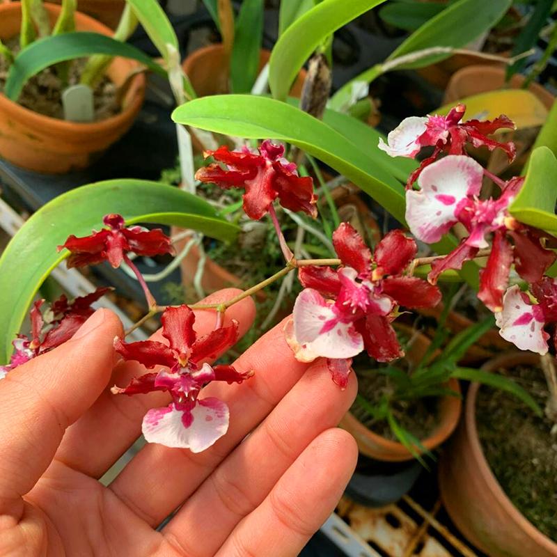 浓香精品兰花耐看好养原土发货