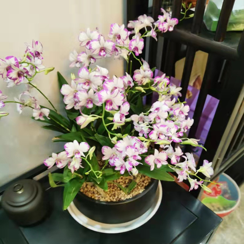 带多花苞泼墨石斛懒人盆栽