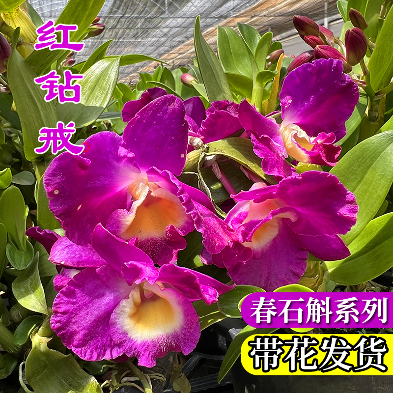 带花苞春石斛盆栽室内外好养高贵