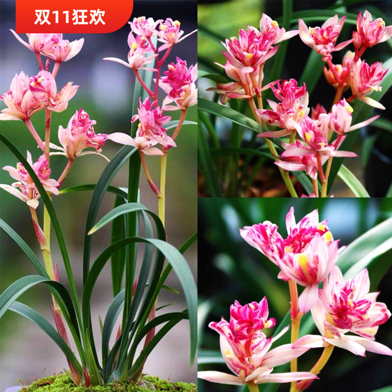 高贵绿植盆栽现带花办公室四季