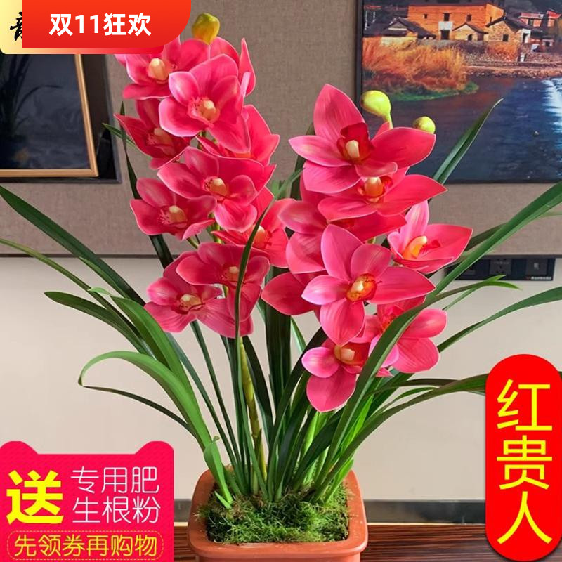 超香兰花 红贵人浓香型盆栽四季好养建兰花卉绿植兰草兰花苗