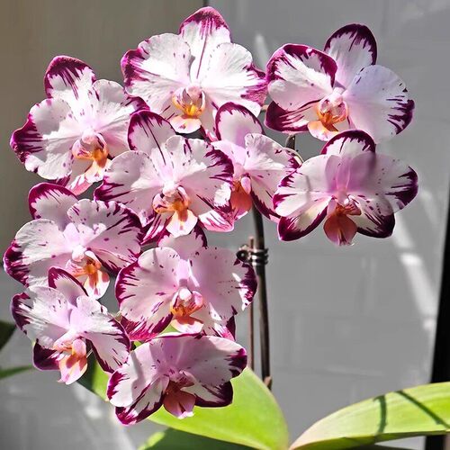 蝴蝶兰花苗带花剑带花苞盆栽