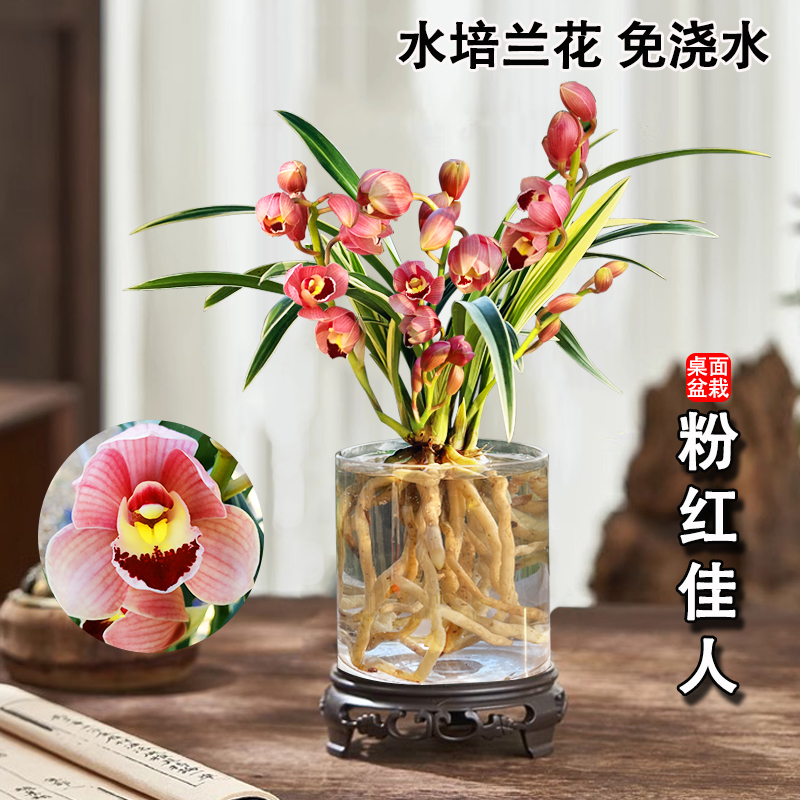 粉红佳人金边夏带花苞建兰