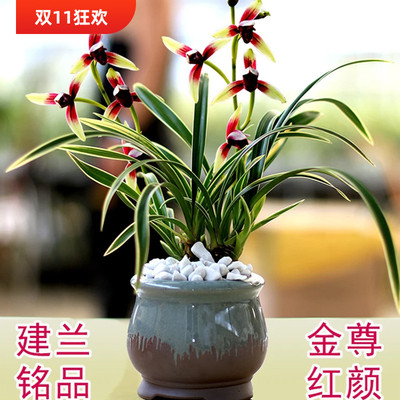 建兰矮种金尊红颜金边艺名贵植物