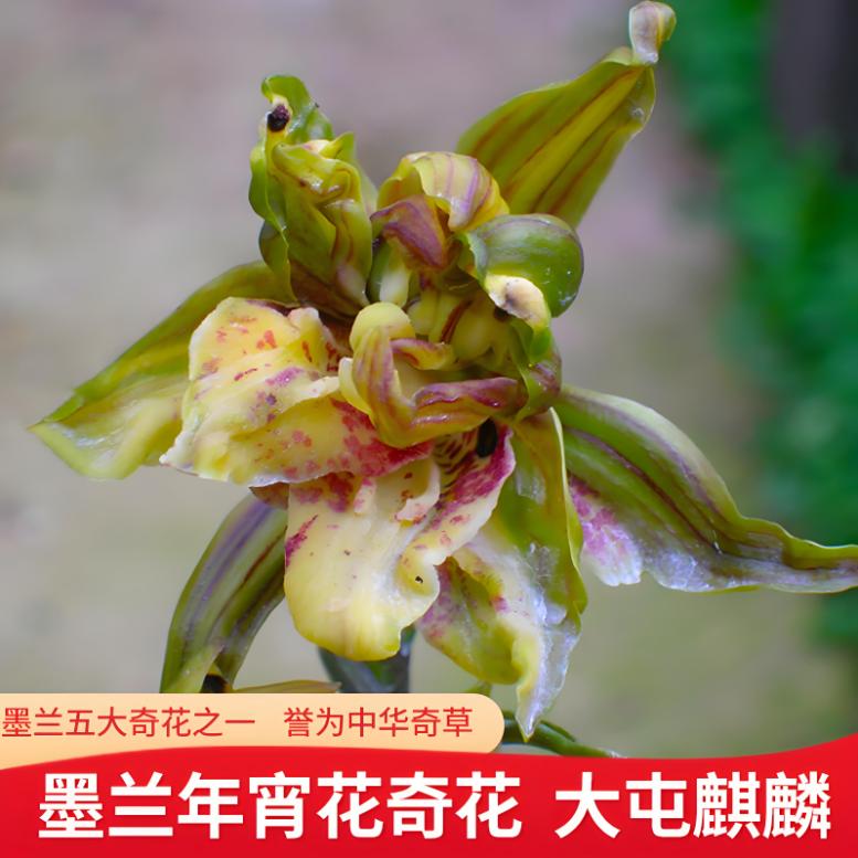 国香麒麟玉狮子十大名贵兰花品种