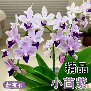 蝴蝶兰花苗带花剑带花苞盆栽兰花大苗客厅室内植物花卉四季好养活
