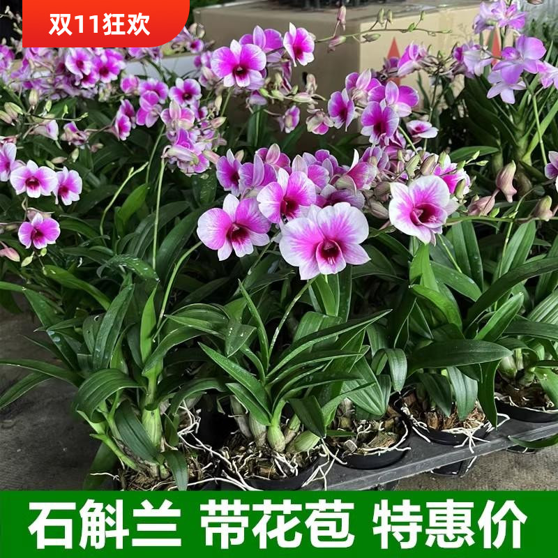 粉黛石斛兰盆栽带花苞四季开花