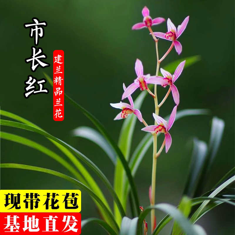 带花苞四季兰建兰市长红