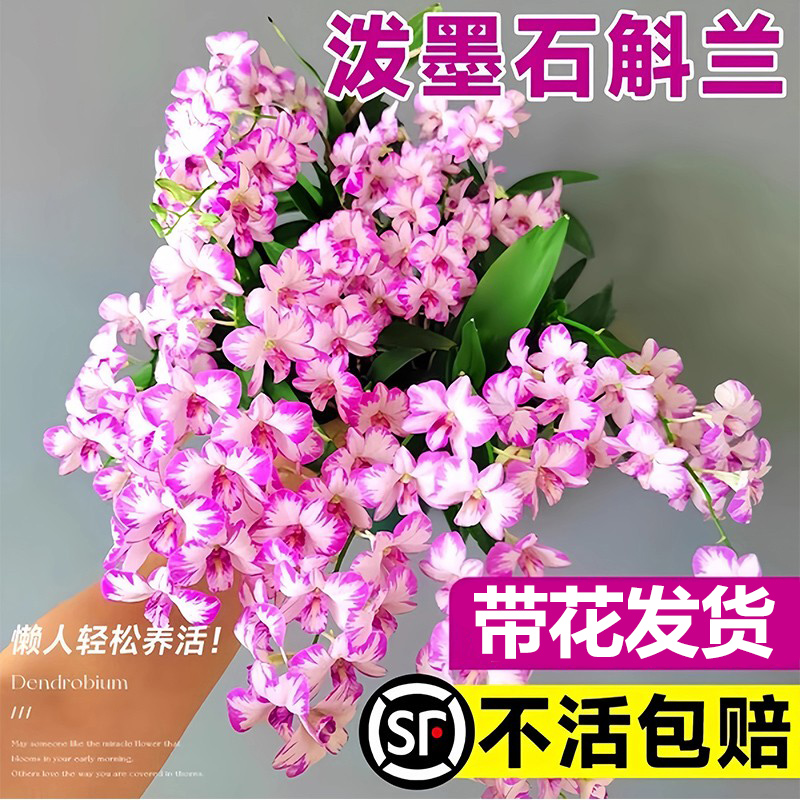 泼墨石斛兰盆栽带花苞浓香耐寒