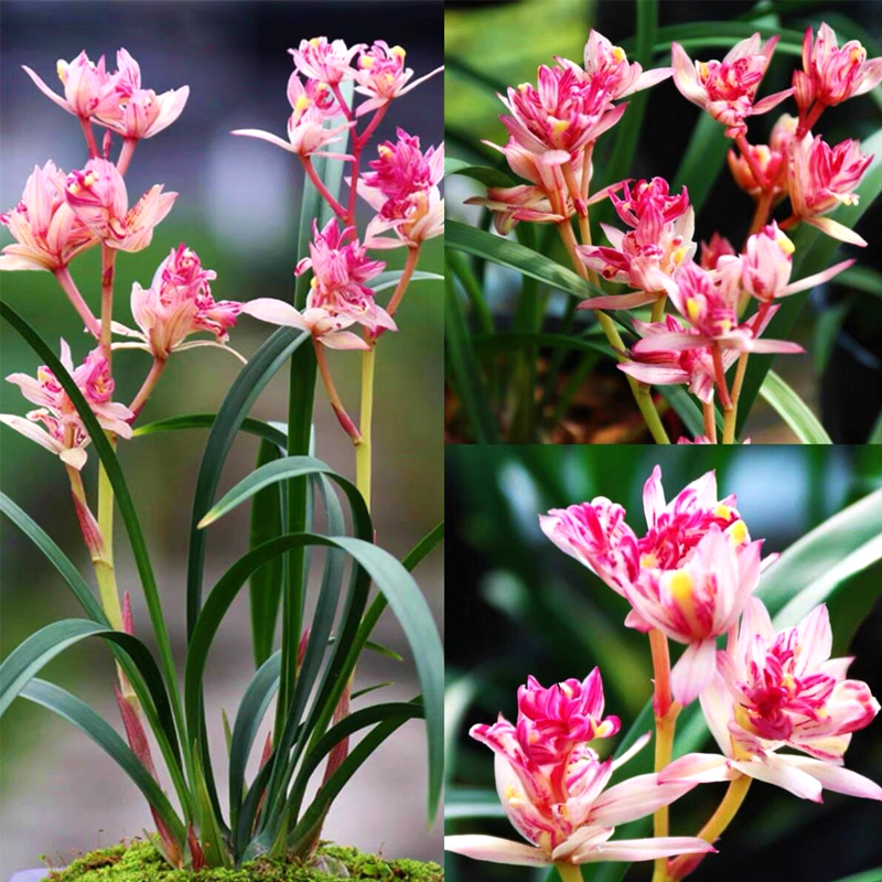 高贵绿植盆栽现带花办公室四季