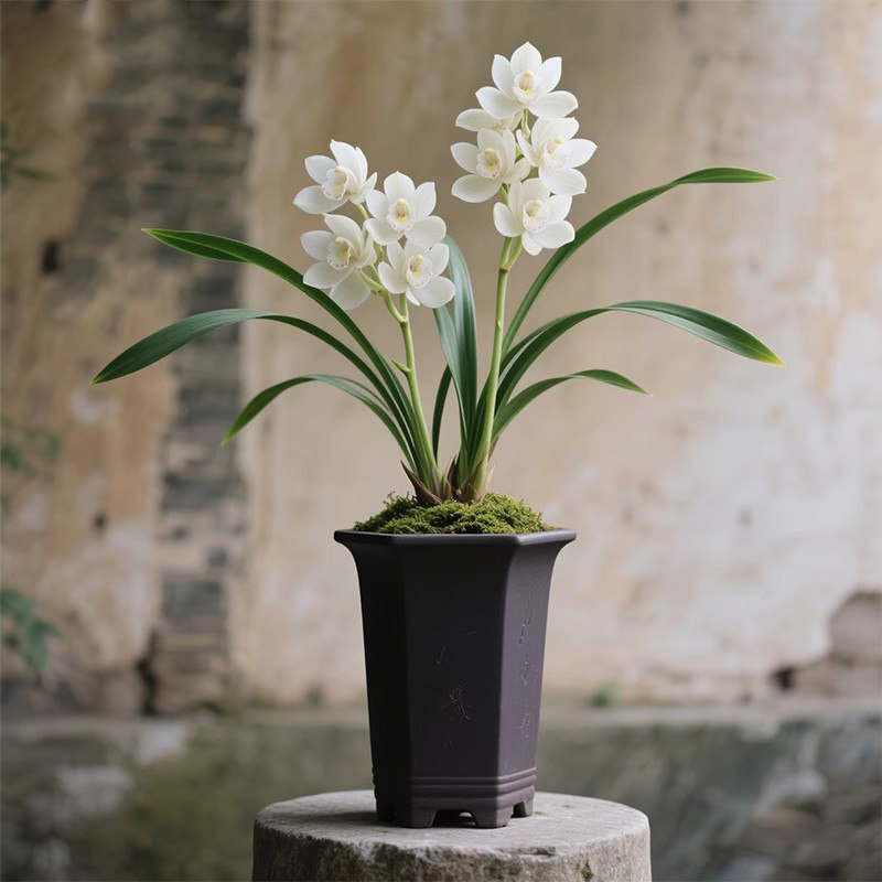 【 雪绒蓬】兰花苗建兰四季兰名贵盆栽花卉植物浓香兰草国兰室内