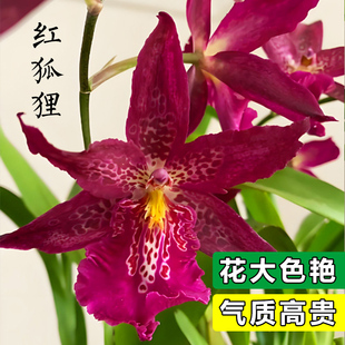 大花香水红狐狸文心兰浓浓香味花开闻香壮苗原盆原土出售桌面盆载