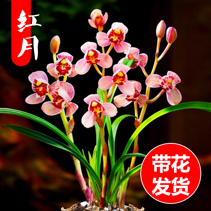 带花苞兰花建兰荷瓣 红月 浓香型红花四季兰室内盆栽花卉好养植