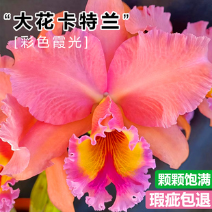 基地特价大花卡特兰Cattleya新品浓香网红洋兰苗室内阳台盆栽花卉