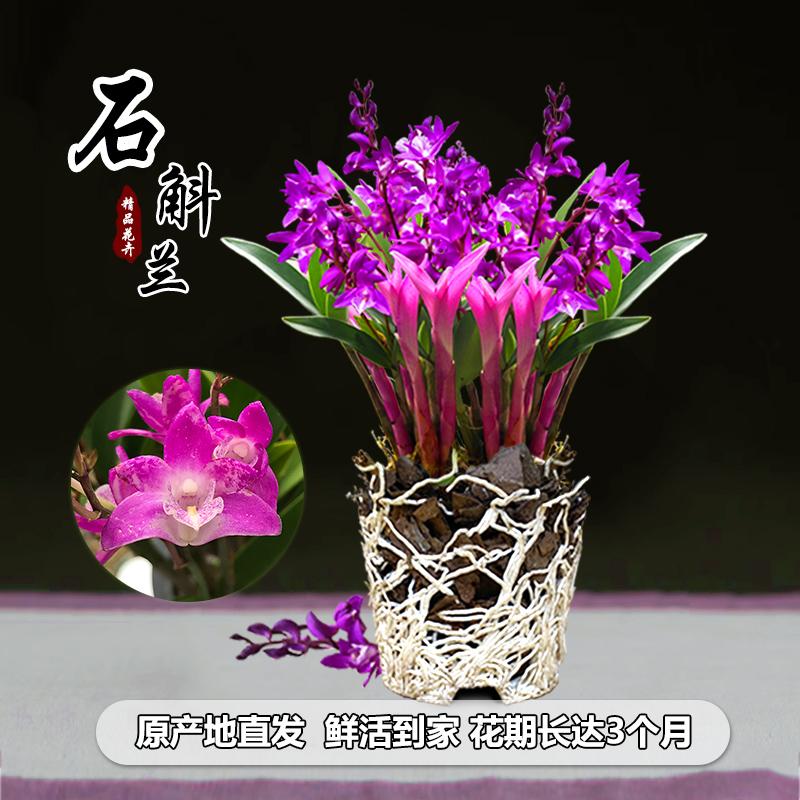 七彩香水石斛兰花好养绿植浓香