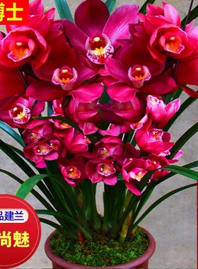 名贵兰花苗浓香型大将军室内盆栽
