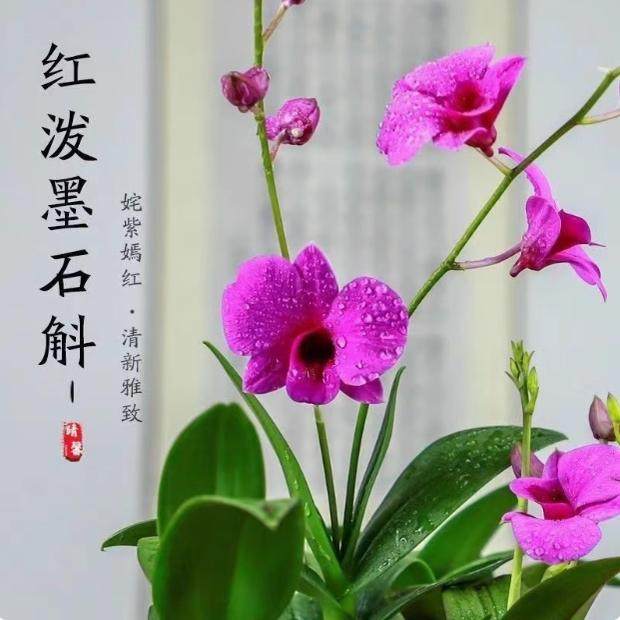 带花苞泼墨香水石斛兰盆栽大花浓香四季来花浓香好养澳洲水培兰花