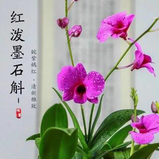 带花苞泼墨香水石斛兰盆栽大花浓香四季来花浓香好养澳洲水培兰花