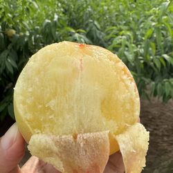 正宗兰州安宁白凤桃白粉桃水蜜桃甜桃新鲜桃子顺丰空运12个整箱
