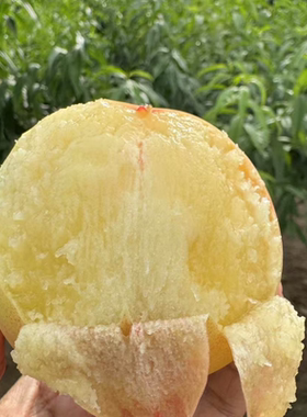 安宁白凤桃白粉桃水蜜桃汁水多甜
