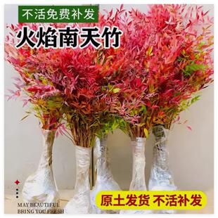 【火焰景观耐寒】绿植南天竹盆栽老桩盆景室内精选水培苗庭院