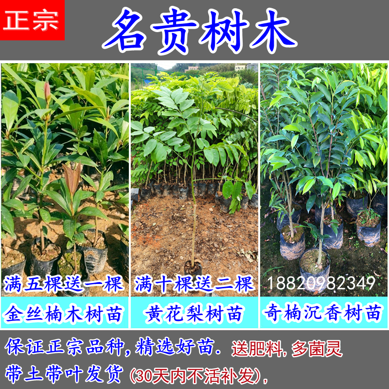 金丝楠树苗黄花梨树苗奇楠沉香苗