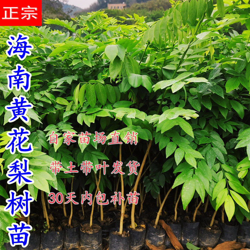 黄花梨树苗降香黄檀5棵送1棵带土