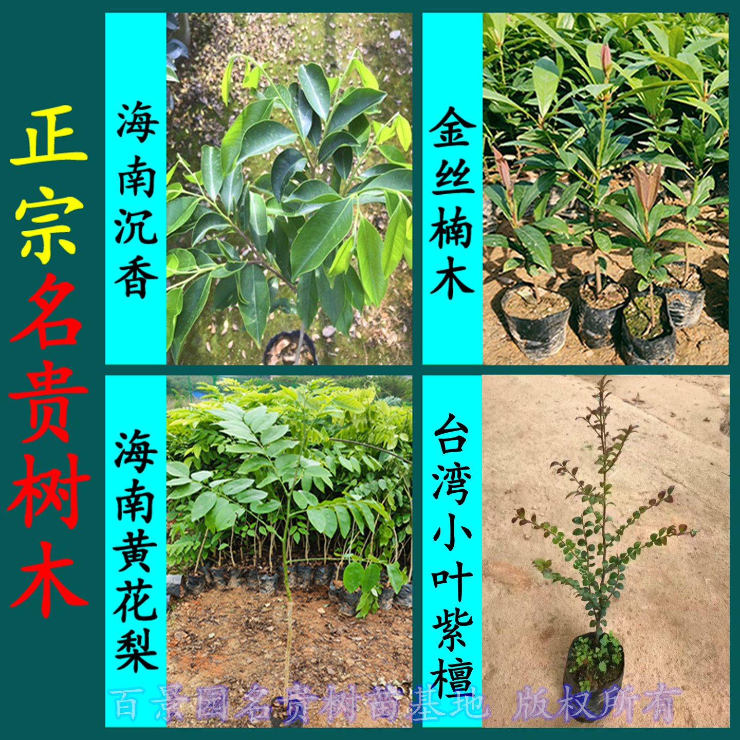 正宗名贵苗木金丝楠木苗沉香树苗大型绿植/成品组合盆