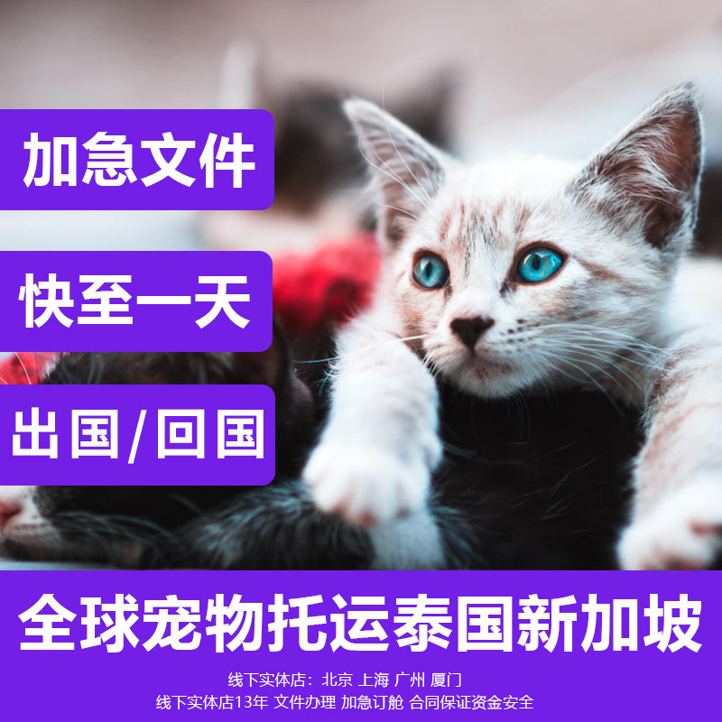 猫咪狗狗国际宠物托运服务犬回国