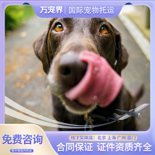 美国猫咪客舱内服务犬狗狗客舱内