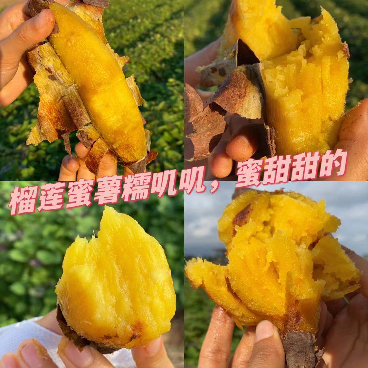 【烤薯必备】榴莲蜜薯高端品种火山地红薯农产品新鲜现挖番薯